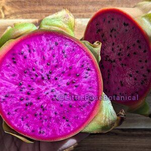 American Beauty Dragon Fruit Cutting 7" plus